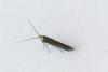 Coleophora sp.